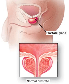 Shema strukture moške prostate